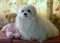 Snowdrop the Maltese 04